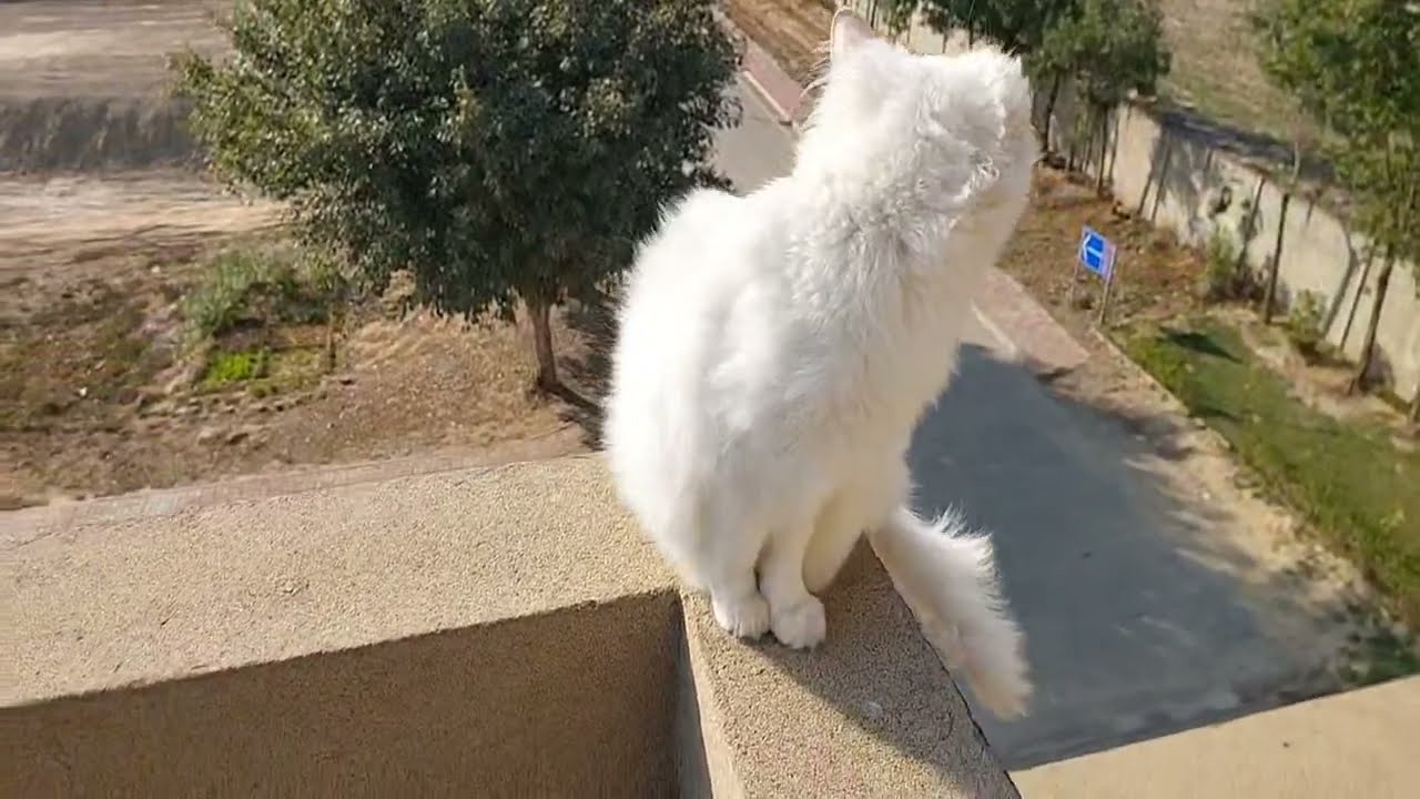 Why Mother Cat Ignoring Her Kittens?