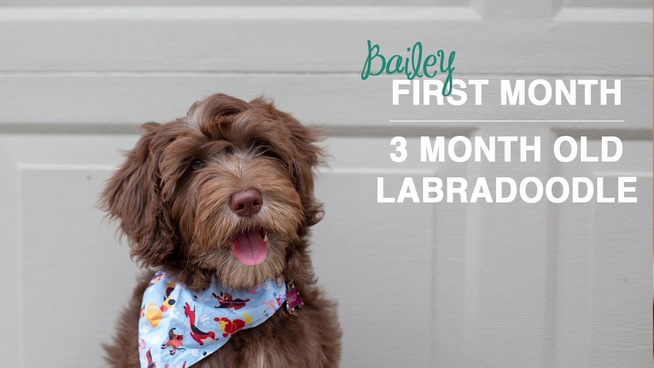New Puppy's First Bath & Puppy Learning Stairs | 3 month old Labradoodle Puppy