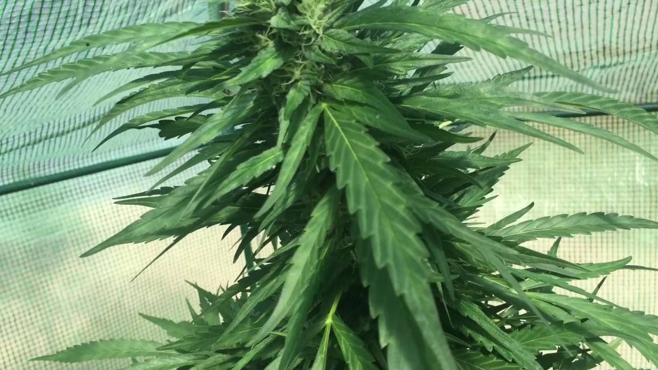 Greenhouse Outdoor Grow 6-7ft Tall Cannabis Plants , 114 Days Outside