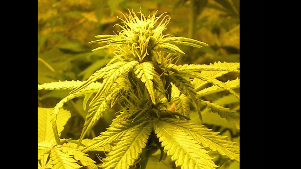 Franklin D & PBK ep#7 flower day 21