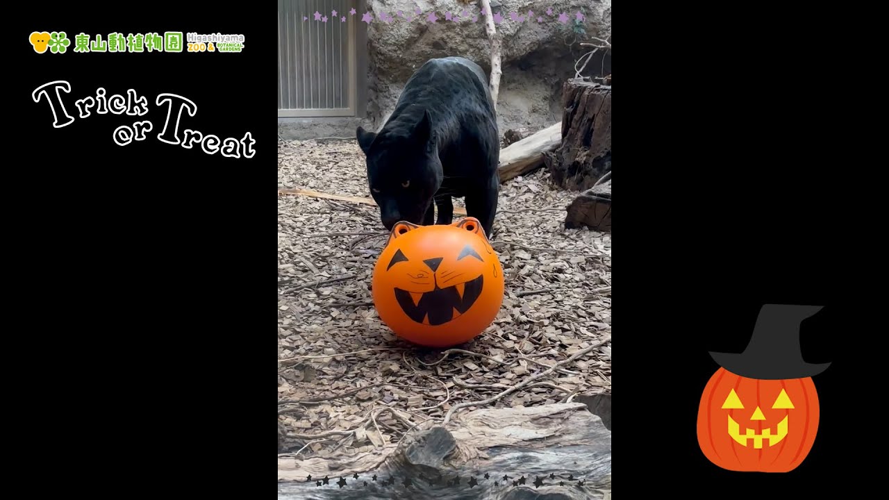 【東山動植物園公式】2024ハロウィン：ハロウィンプレゼント ～マヤ編～《 ジャガー 》