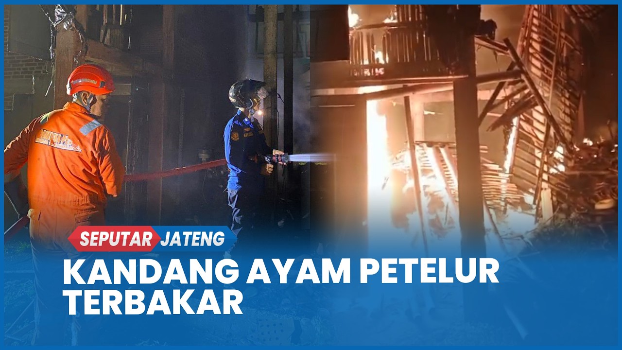 Kandang Ayam Petelur di Bukateja Purbalingga Ludes Terbakar