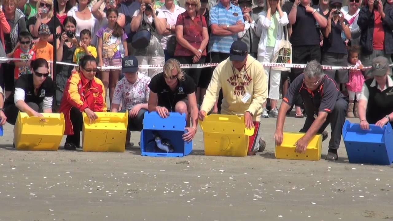 WWF film of NZ penguin release post oil-spill.mov