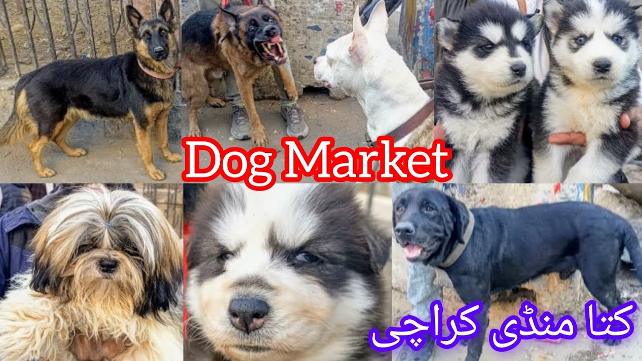 Sunday Saddar Dogs Market Karachi Pakistan | Dogs Mandi | German Shepherd | Husky Dog | 29 Dec 2024