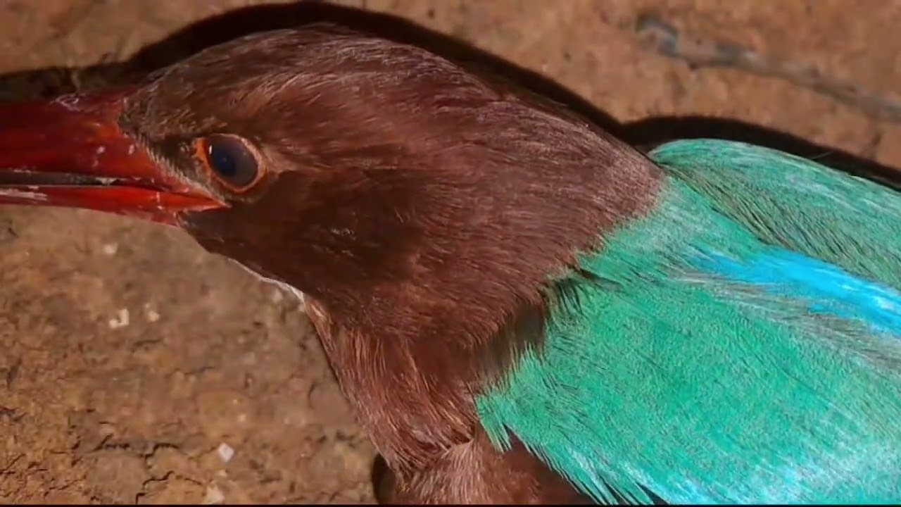 lanjutan kisah burung tengkek tanah tonton sampai tuntas 