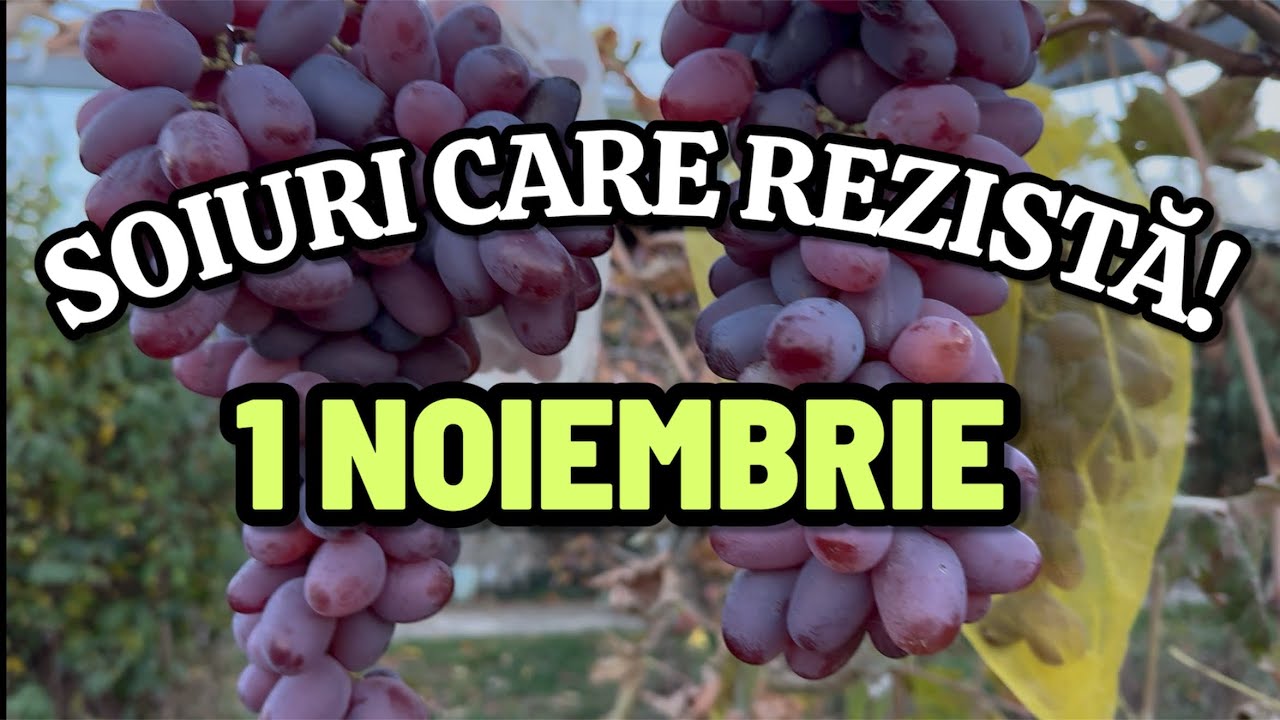 Soiuri de struguri care rezistă pe butuc la 1 Noiembrie, vita de vie pentru struguri de masa.