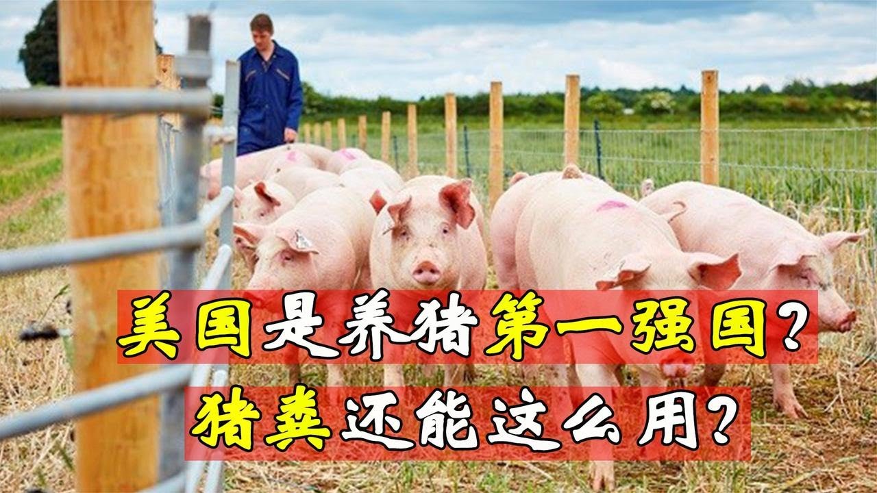 美国为什么能成为养猪第一强国？看完他们处理的猪粪，就不难理解【猫is博士】