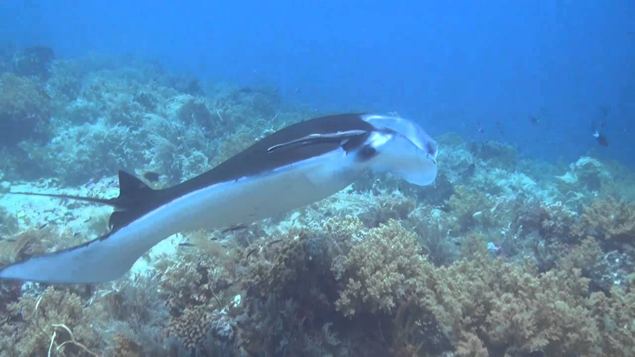 Tubbataha April 2016