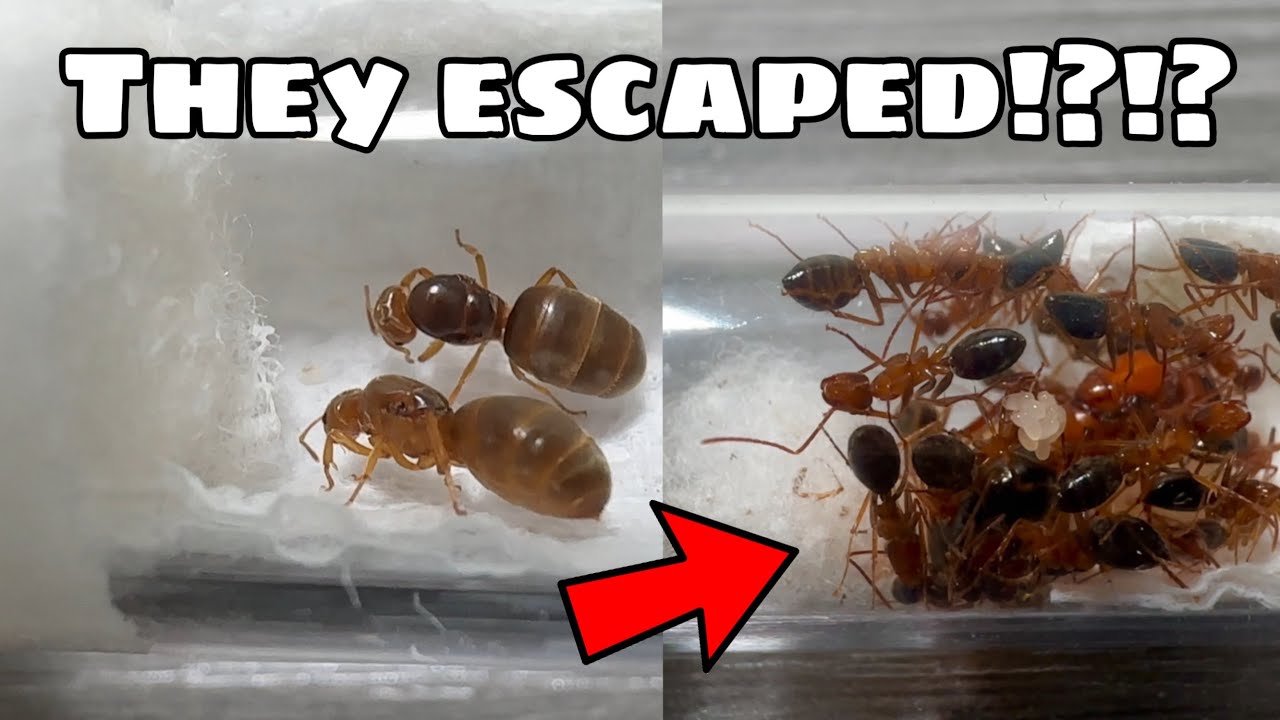 The Most Aggressive Ant Species I Have EVER Owned!! Dream Ant Species Unboxing From My Antics