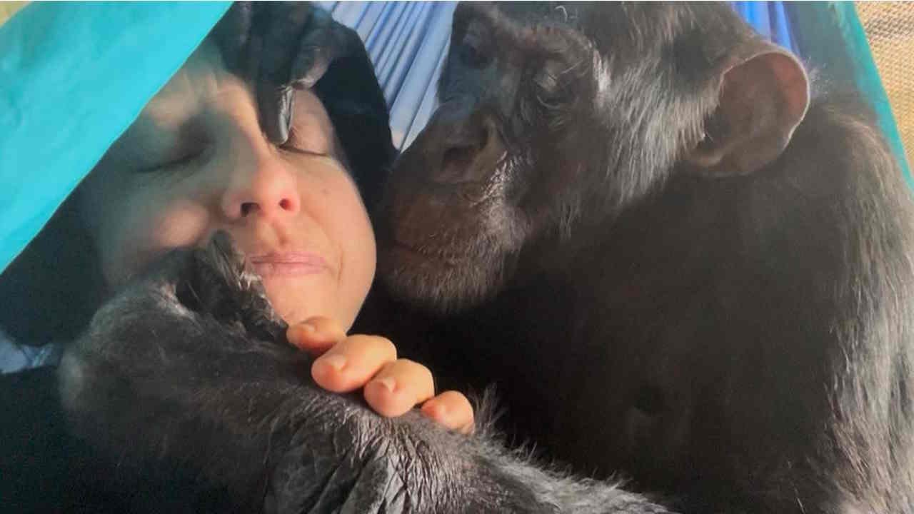 Gentle Chimpanzee Grooms Woman On Hammock