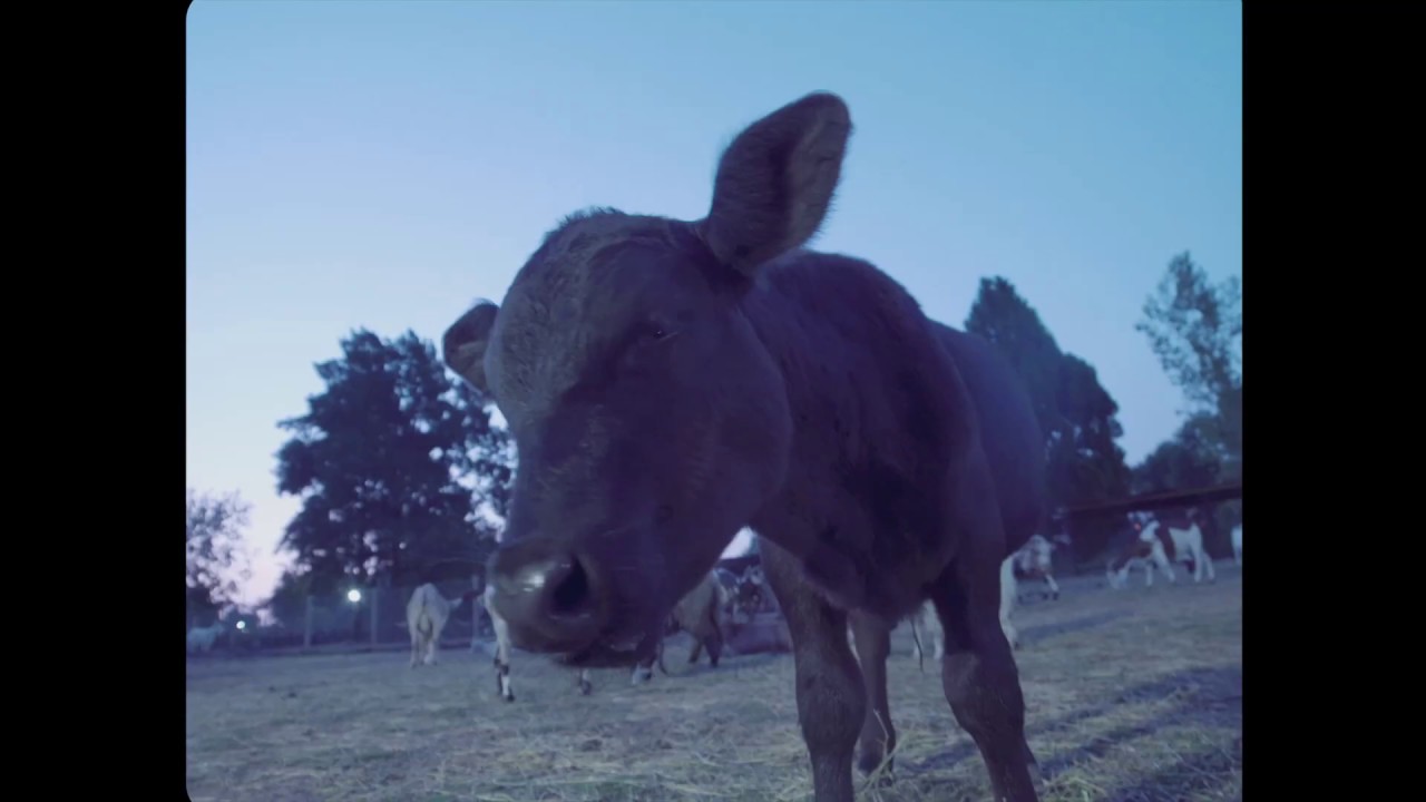 KINDER MALO ; Los Animales No Son Comida