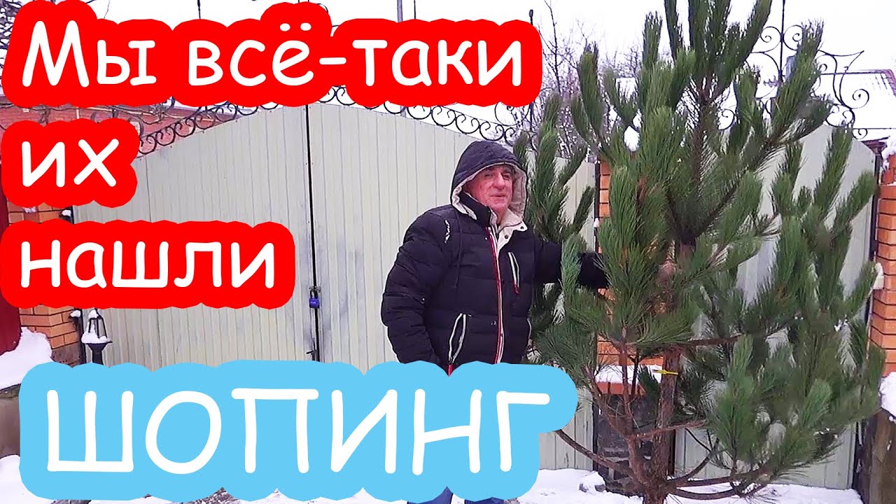 VLOG Купили сосны себе и Наде. Покупки в Эпицентре