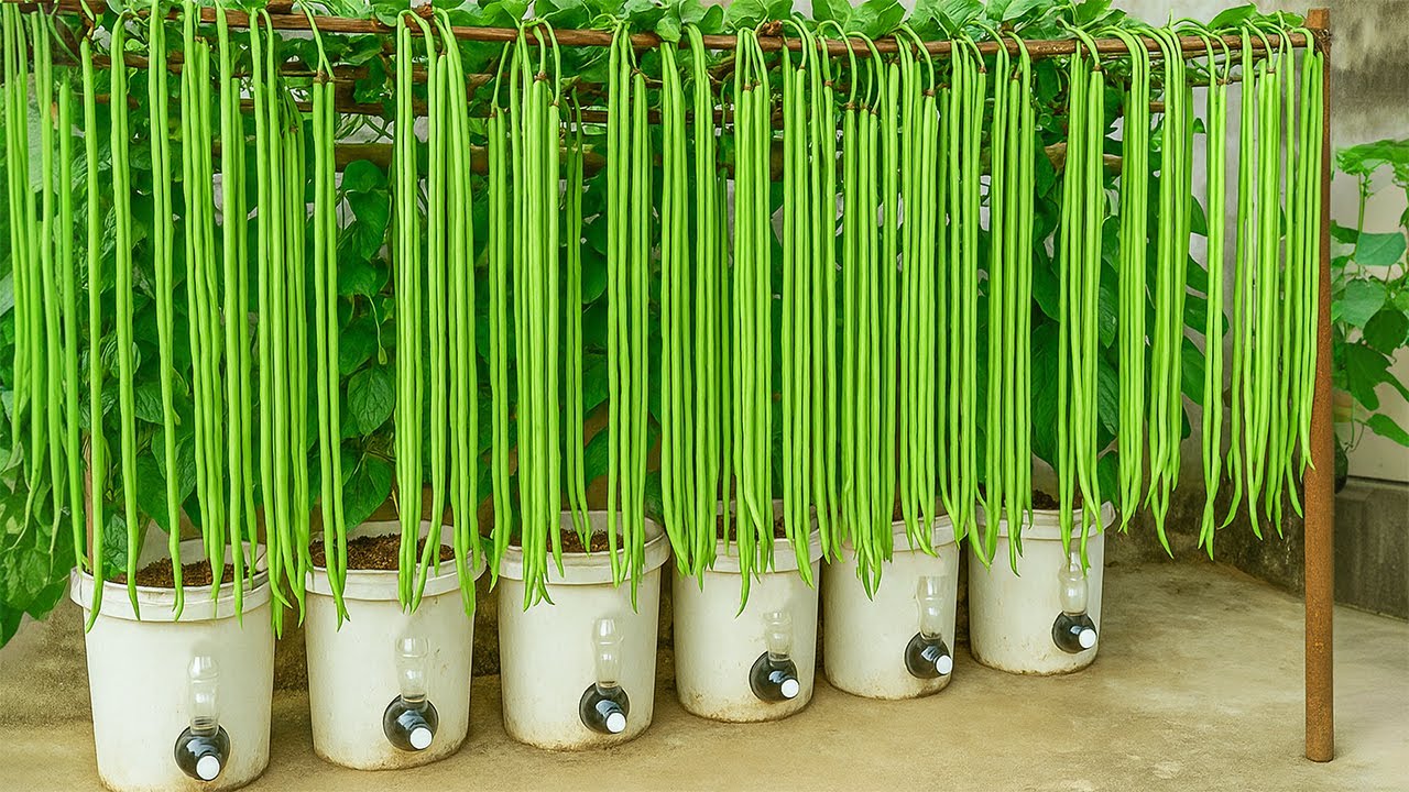 The Secret To Growing Long Beans Passed Down From Our Ancestors – Try It And Be Shocked! 🌱✨