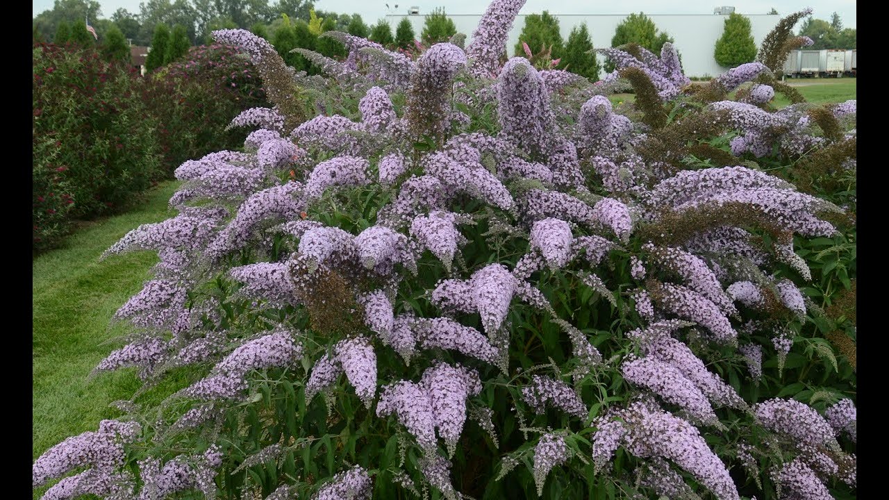 Buddleia 'Grand Cascade' // Amazing NEW💜 Butterfly Bush with ENORMOUS CASCADING  Flowerheads!
