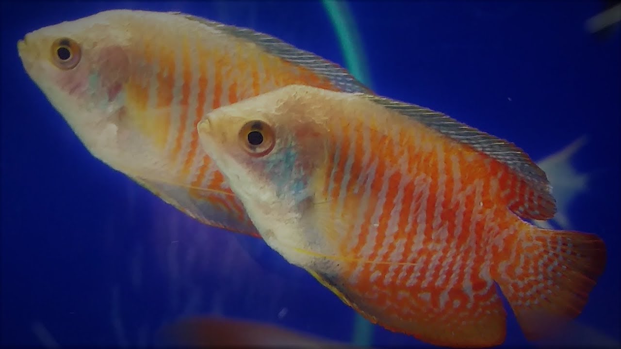 Dwarf gourami best tank mates - what fish can you have with dwarf gourami