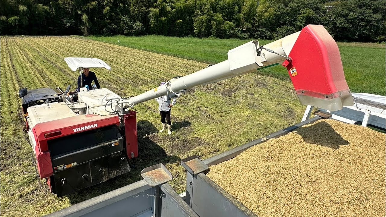 2024年稲刈り！🌾　ヤンマーコンバインAE447