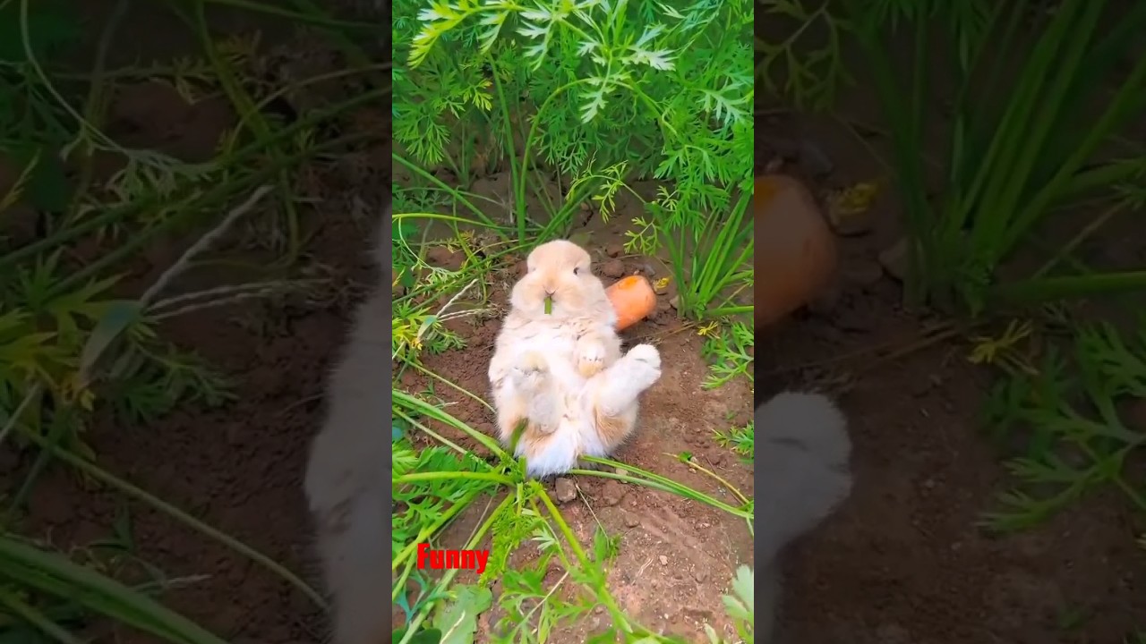 #kelinci #kelincilucu #kelinciputih #rabbit #hewanlucu #cuteanimal #shorts #vidioyoutubeshorts