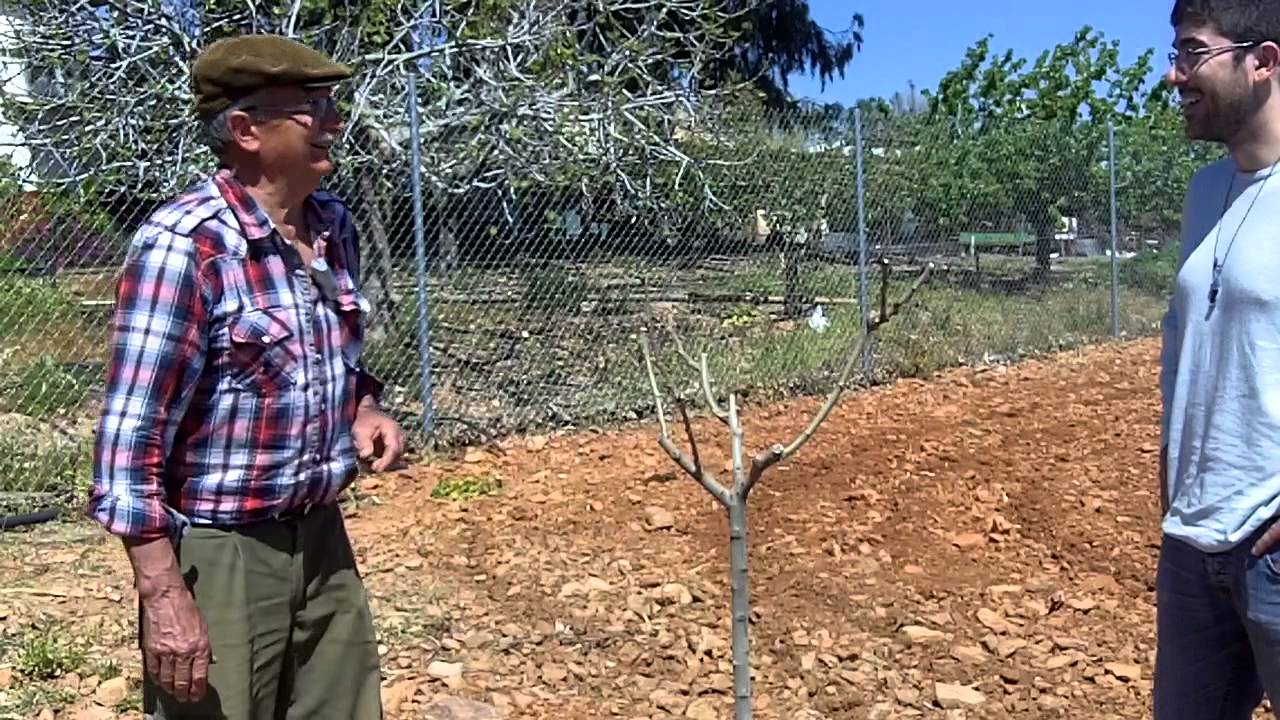 Injertando arboles de forma tradicional con Reyes Martín Moreno