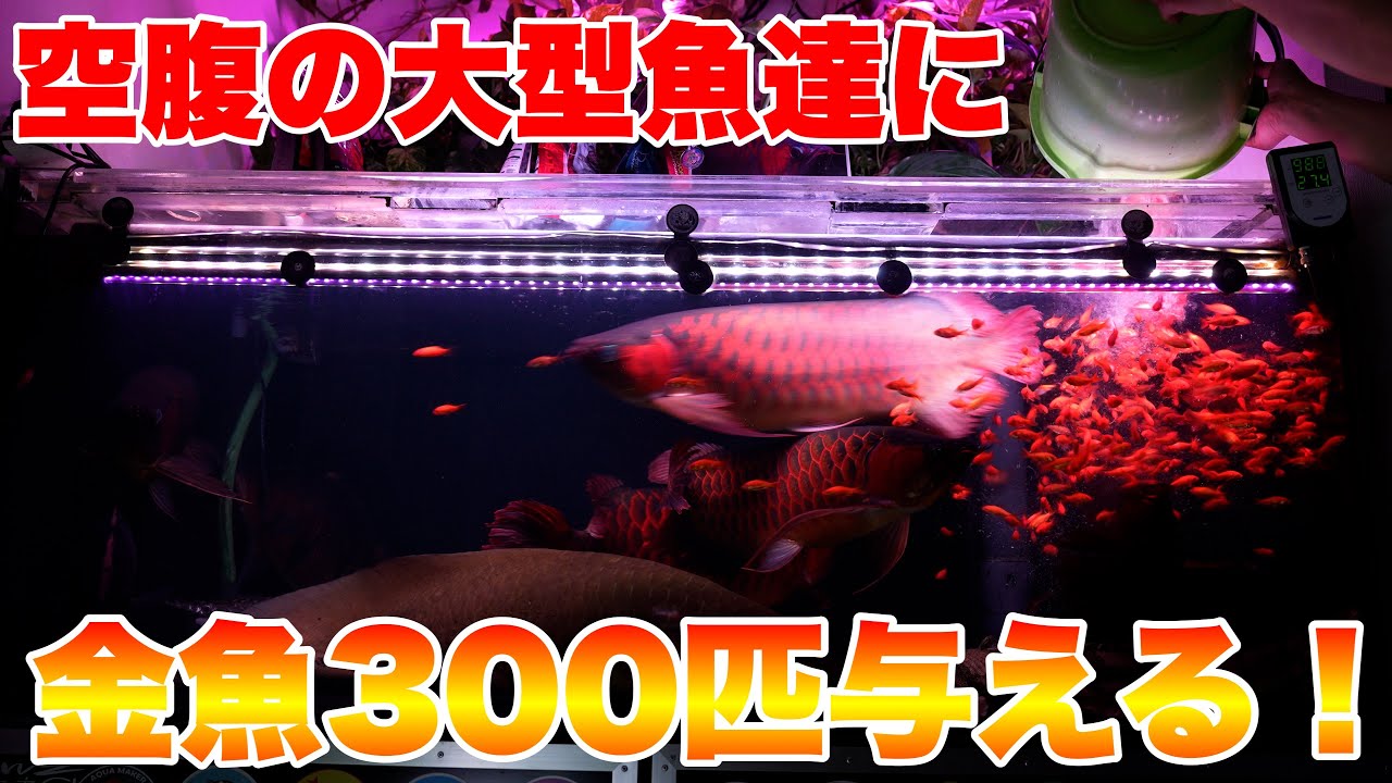 【金魚300匹を与える】腹を空かした大型魚に300匹の金魚を与える！#アロワナ #アクアリウム #大型魚
