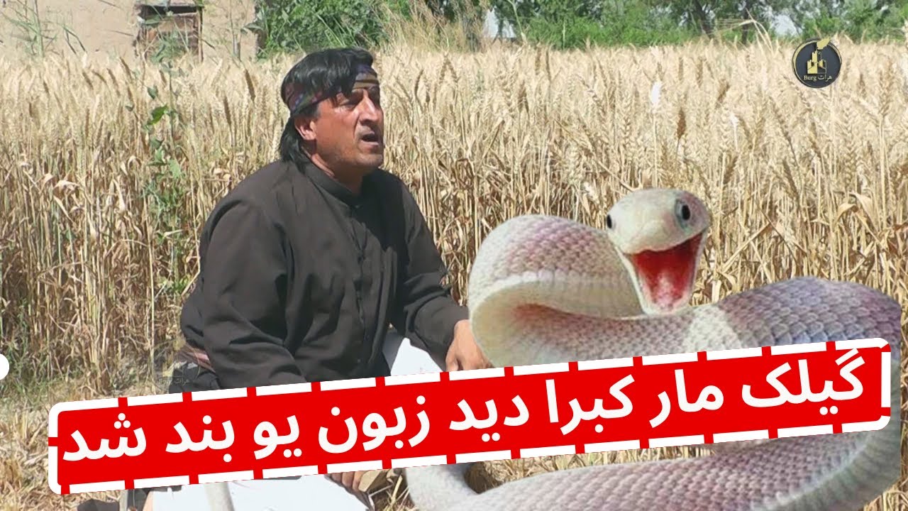 گیلک مار کبرا دید زبون یو بند شد