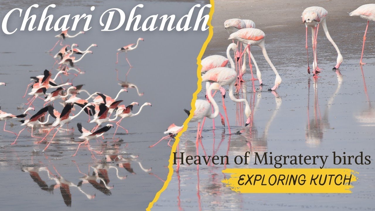 Chhari Dhandh - Heaven of Birds in Kutch Gujarat | Wildlife of Kutch Gujarat | Flamingo🦩 | #wildlife