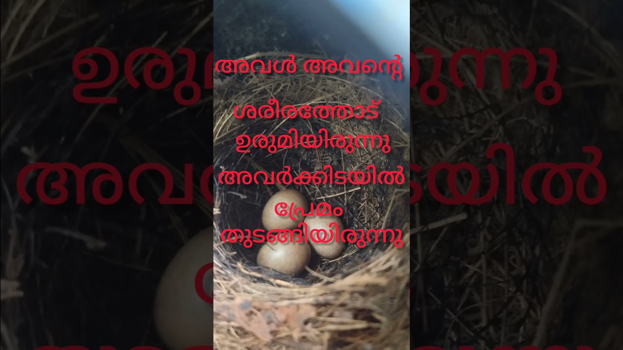 അവൾ അവനോട് ചേർന്നിരുന്നു.അവർക്കിടയിൽ പ്രേമം തുടങ്ങിയിരുന്നു....!