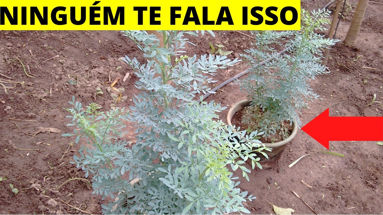 Arruda: Como plantar , cuidar e fazer mudas