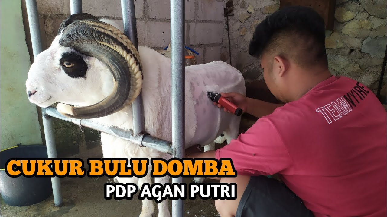 perawatan domba ( CUKUR )  - MEGA - padepokan agan putri