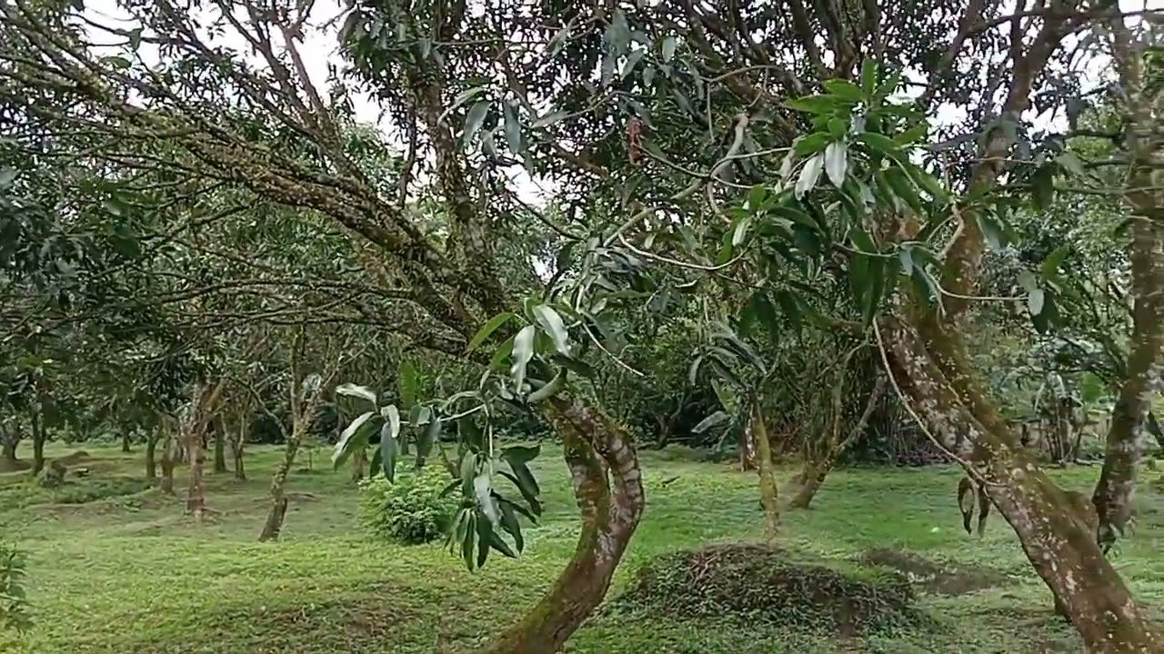 Tripping sa Mango Farm na may sukat na 10,768 sqms @ a Total Net Price of 6.1M sa Magdalena, Laguna