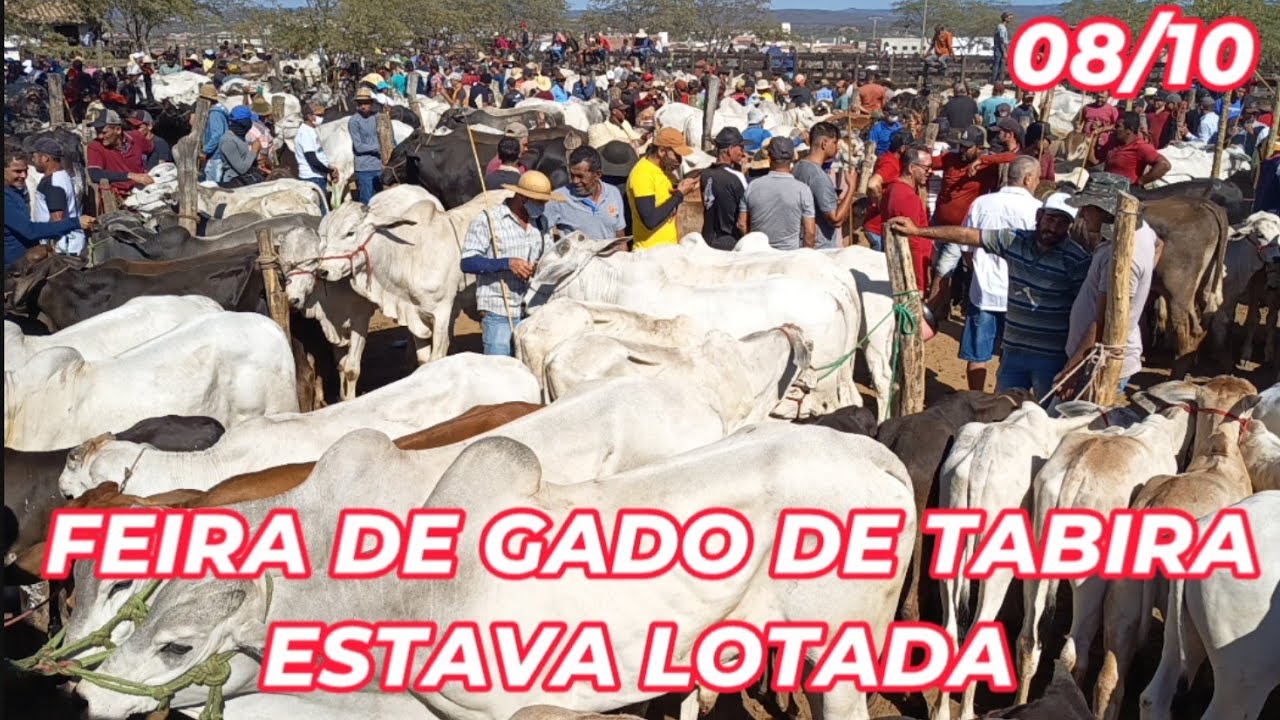 Feira de Gado de Tabira-PE (08/10/25) Pátio