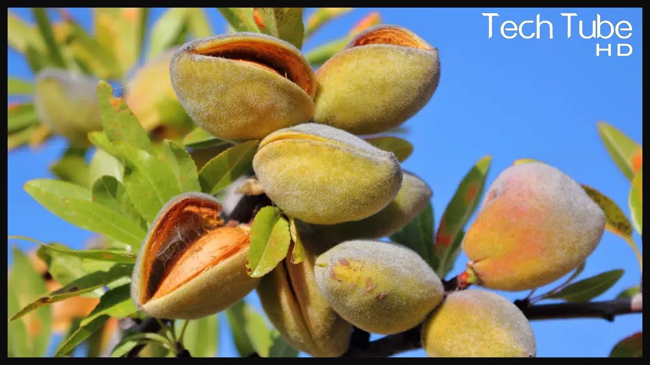 Modern Almond Harvest Technology and Farming | Almond processing in the factory