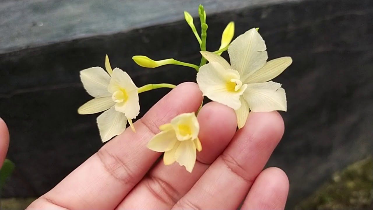 Broughtonia sanguinea var aurea