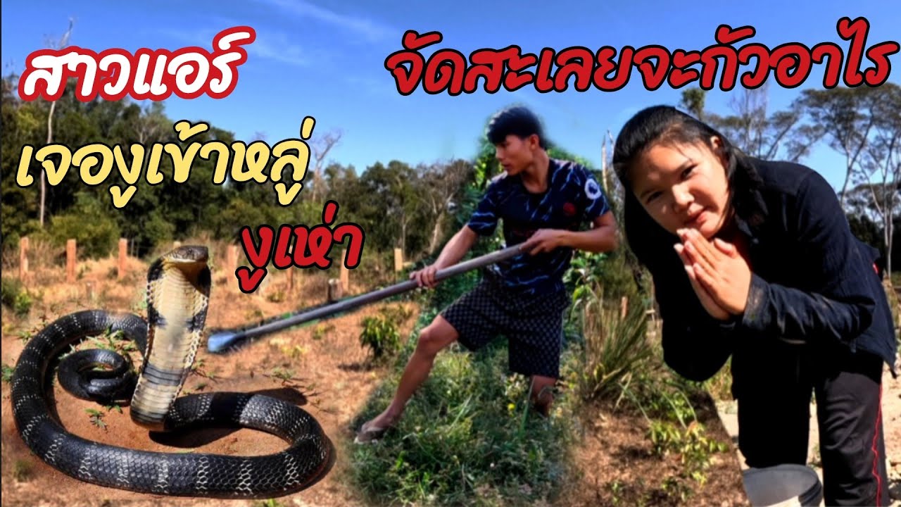 13 มกราคม ค.ศ. 2026 สาวแอร์เจองูเข้าหลู่( พญางูเห่า)//ສາວແອພໍງູເຂ້າຮູ້ງູເຫ່າThonBanNa