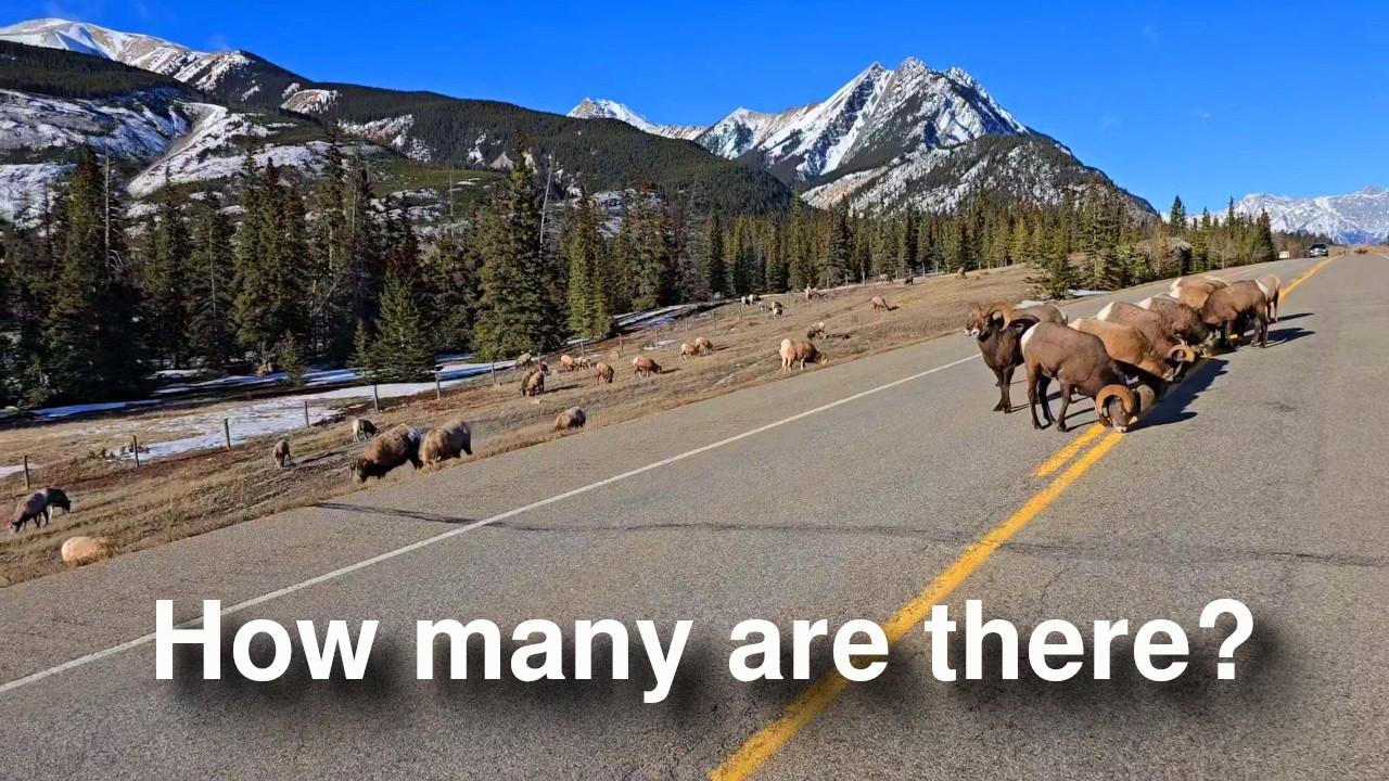 Over 100 Bighorn Sheep in  One Place?