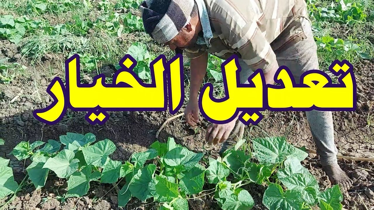 تسريح الخيار ونعديله على المسطة☝وتحميله الذرة الشامية☝