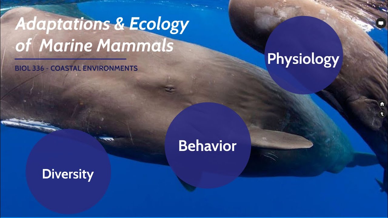 Marine Mammals