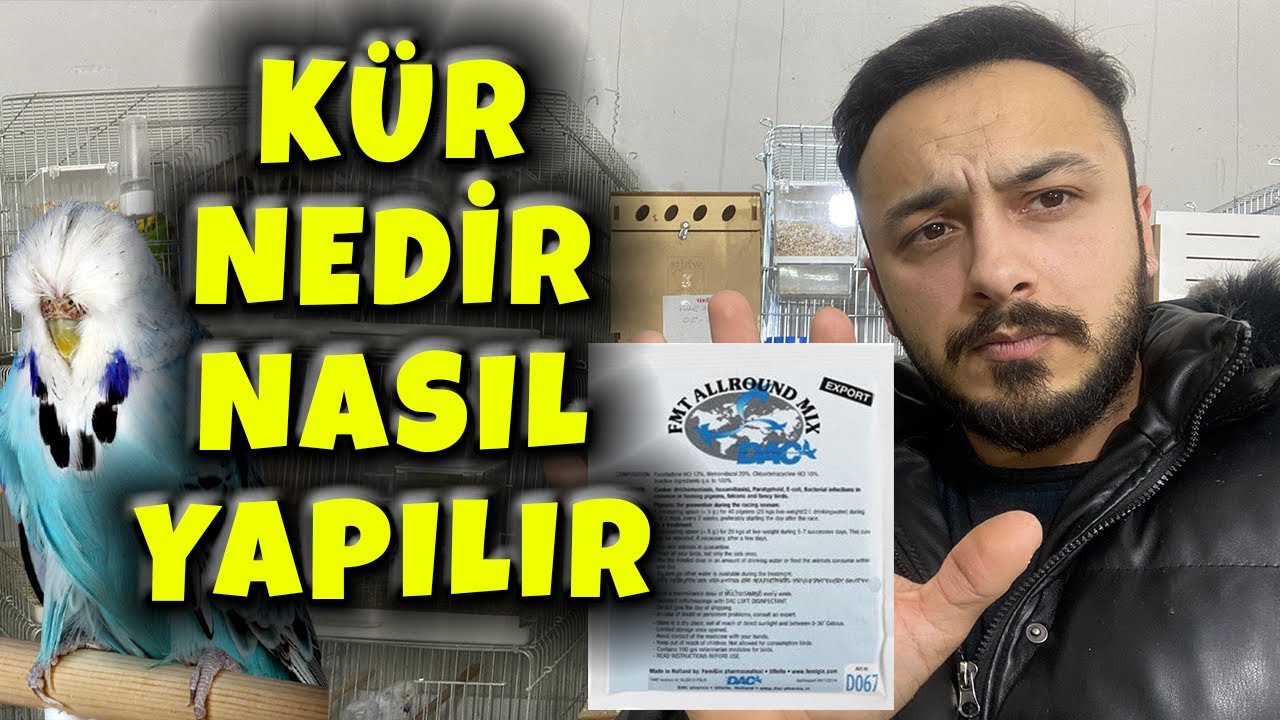 MUHABBET KUŞU KÜR NEDEN ÖNEMLİ ? KÜR ÇEŞİTLERİ ?