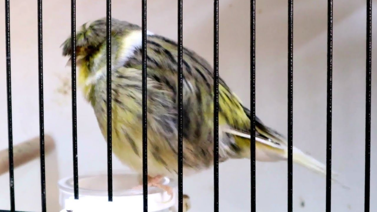 Самая мощная песня Gloster Canary для тренировок | Пение канарейки