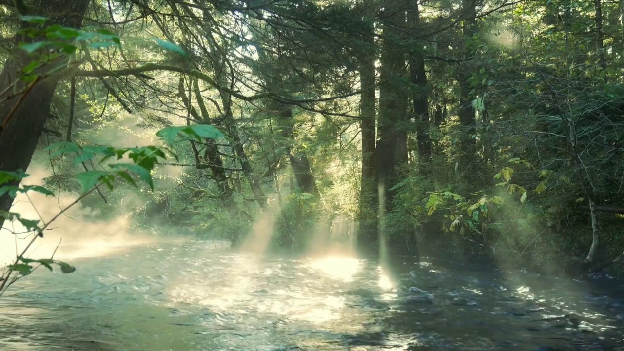 11 Hours Deep Sleep Live: Relaxing Water Flow & Forest Sounds | Nature Ambience for Meditation