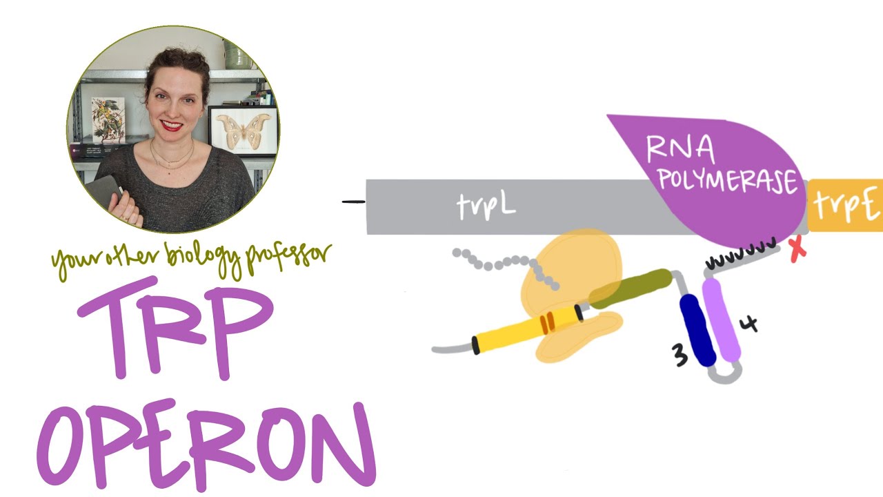 The trp Operon Simplified: Repression and Attenuation