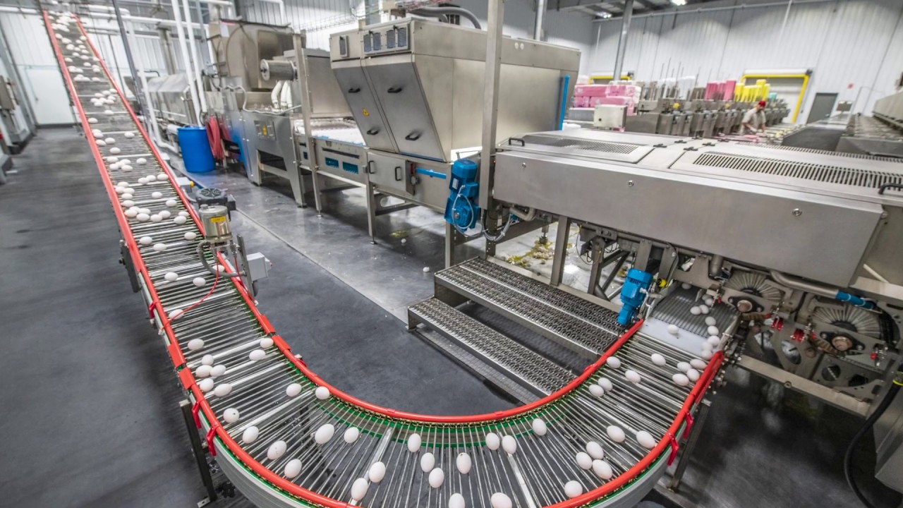 Egg Sanitation: Introduction