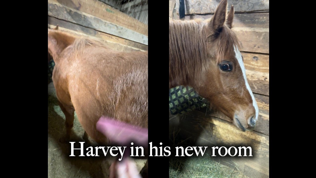 Road Trip for Harvey!