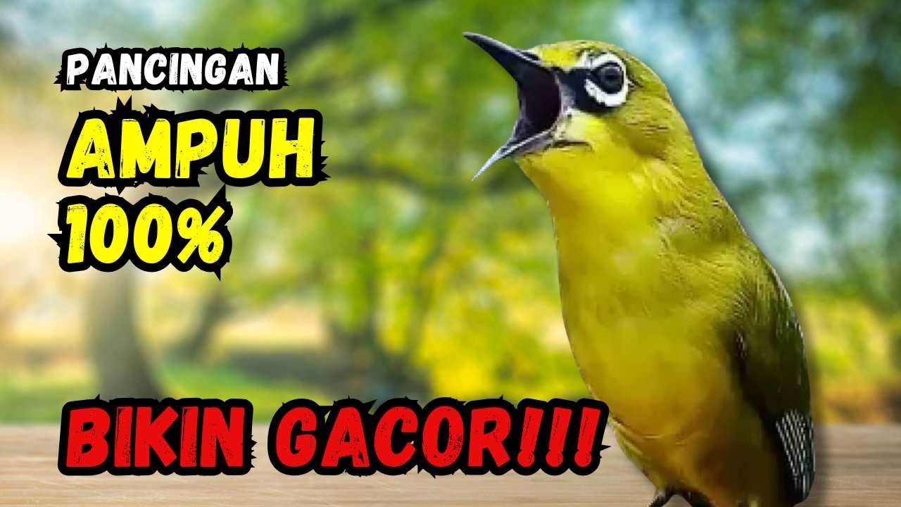 Hitungan Detik Pleci Jenis Papun Ikut Bunyi, Pancingan Ampuh Bikin Pleci Gacor