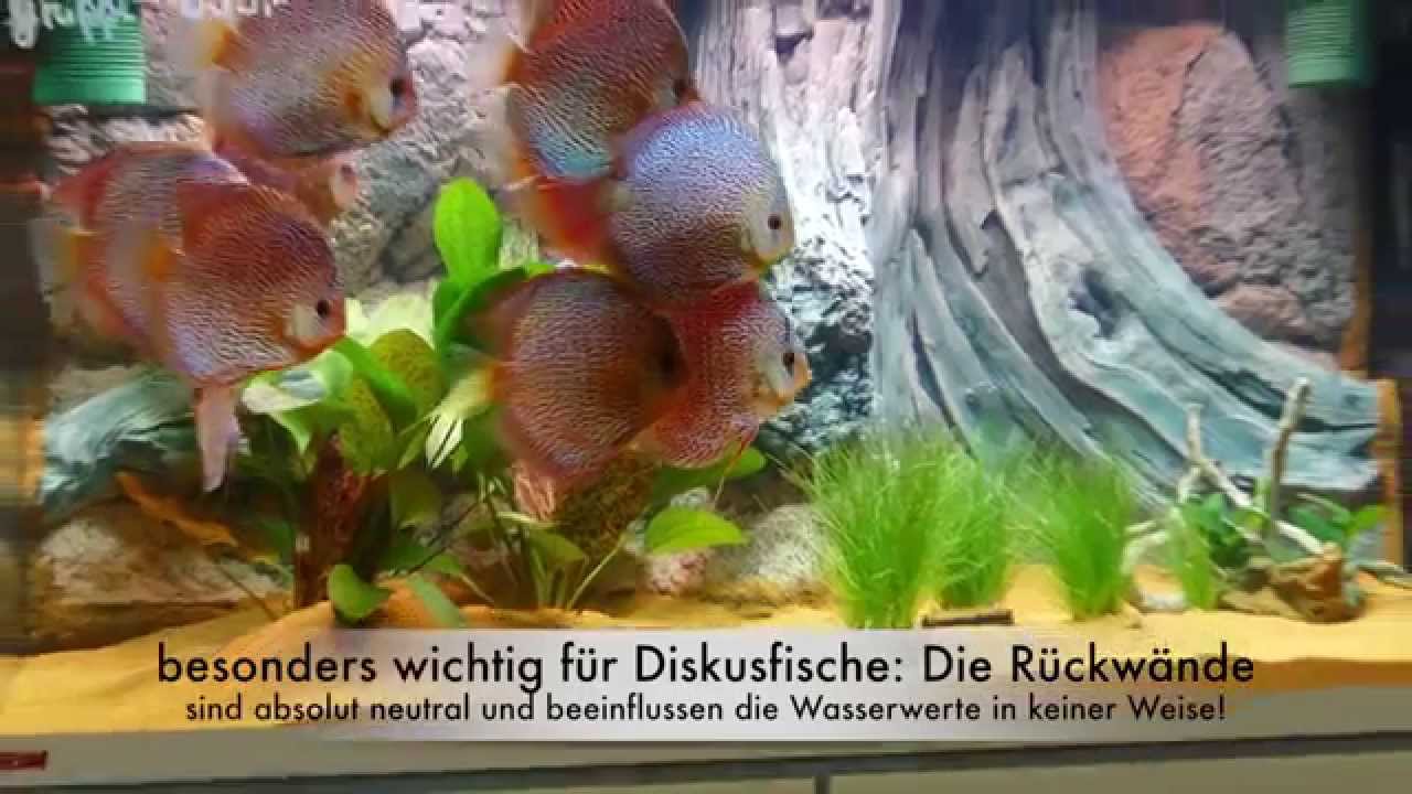 Einbau Back to Nature Rückwand in 300 Liter Becken