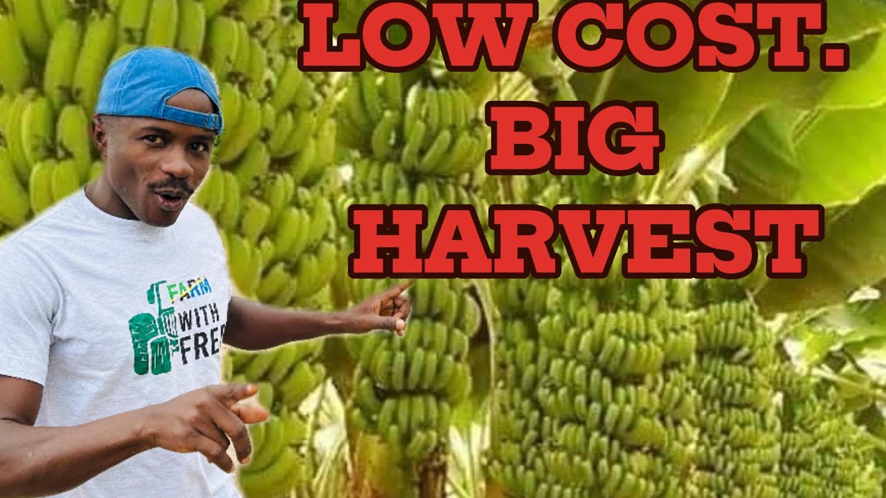 How to Earn Ksh 300K/Month from Bananas on 1 Acre in Kenya | Low‑Cost Banana Farming  High Returns