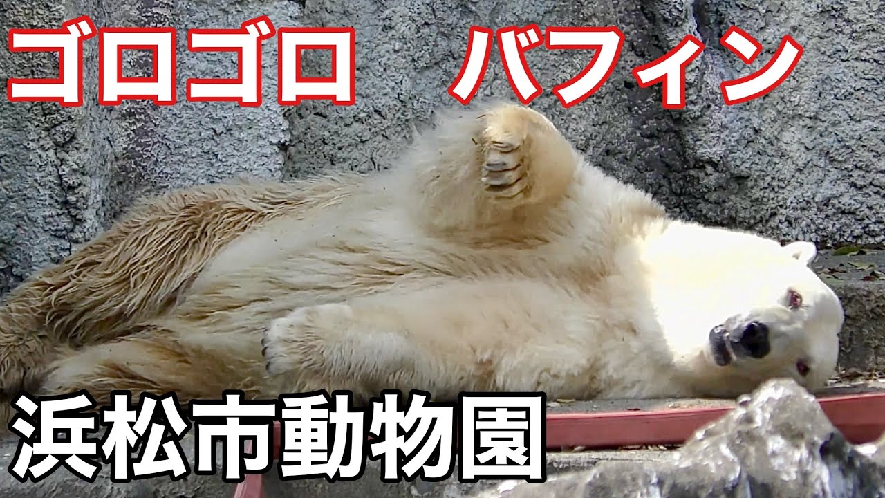 ホッキョクグマ　バフィンちゃん　ゴロゴロと転がっています【浜松市動物園】Polar bear Baffin-chan Hamamatsu Zoo