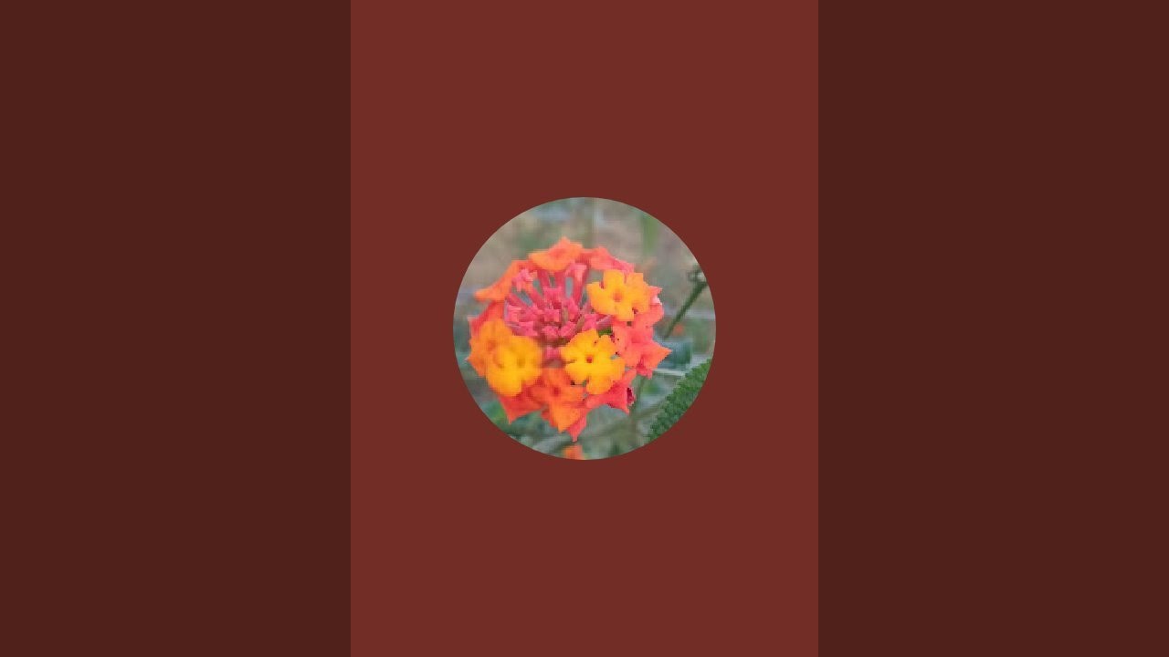 rudra rawat is live!