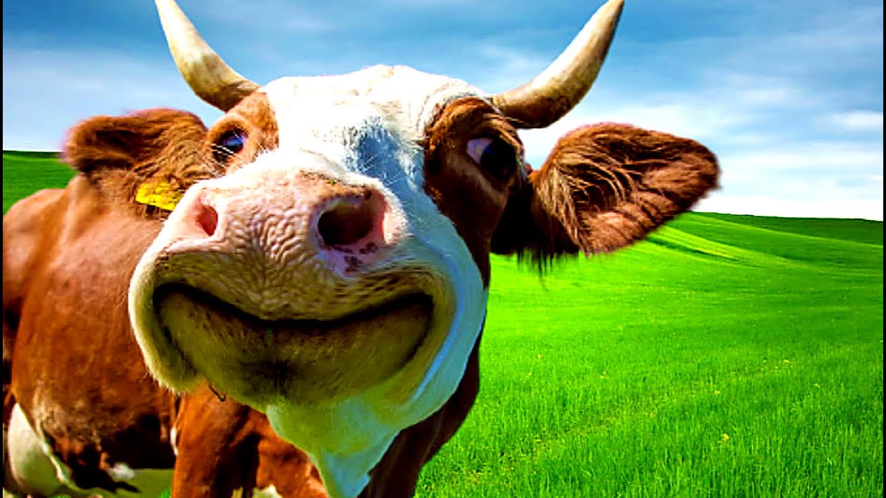 SOM DE VACAS - CURIOSIDADES E FATOS SOBRE ESTE INCRÍVEL MAMÍFERO!