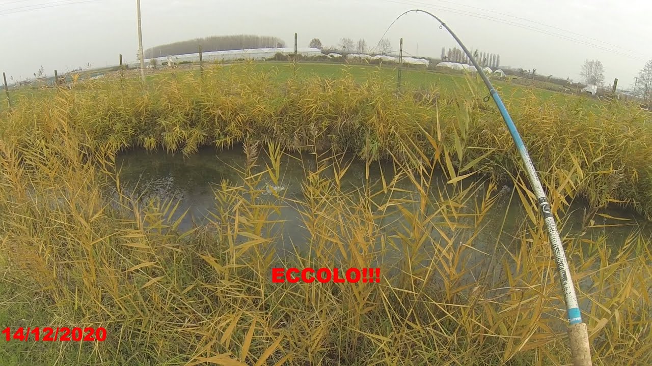 La competizione alimentare | FOSSFISHING