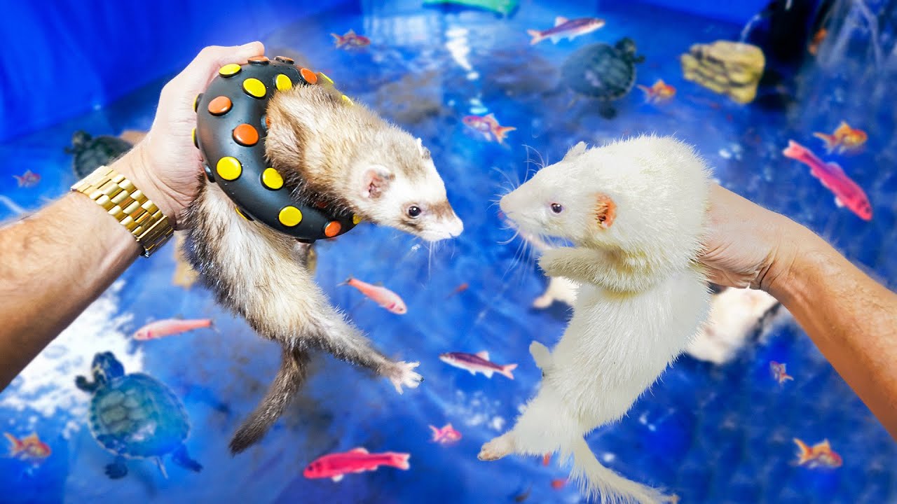 FURÕES NADANDO com TARTARUGAS e PEIXES COLORIDOS *lago dos peixes monstros*